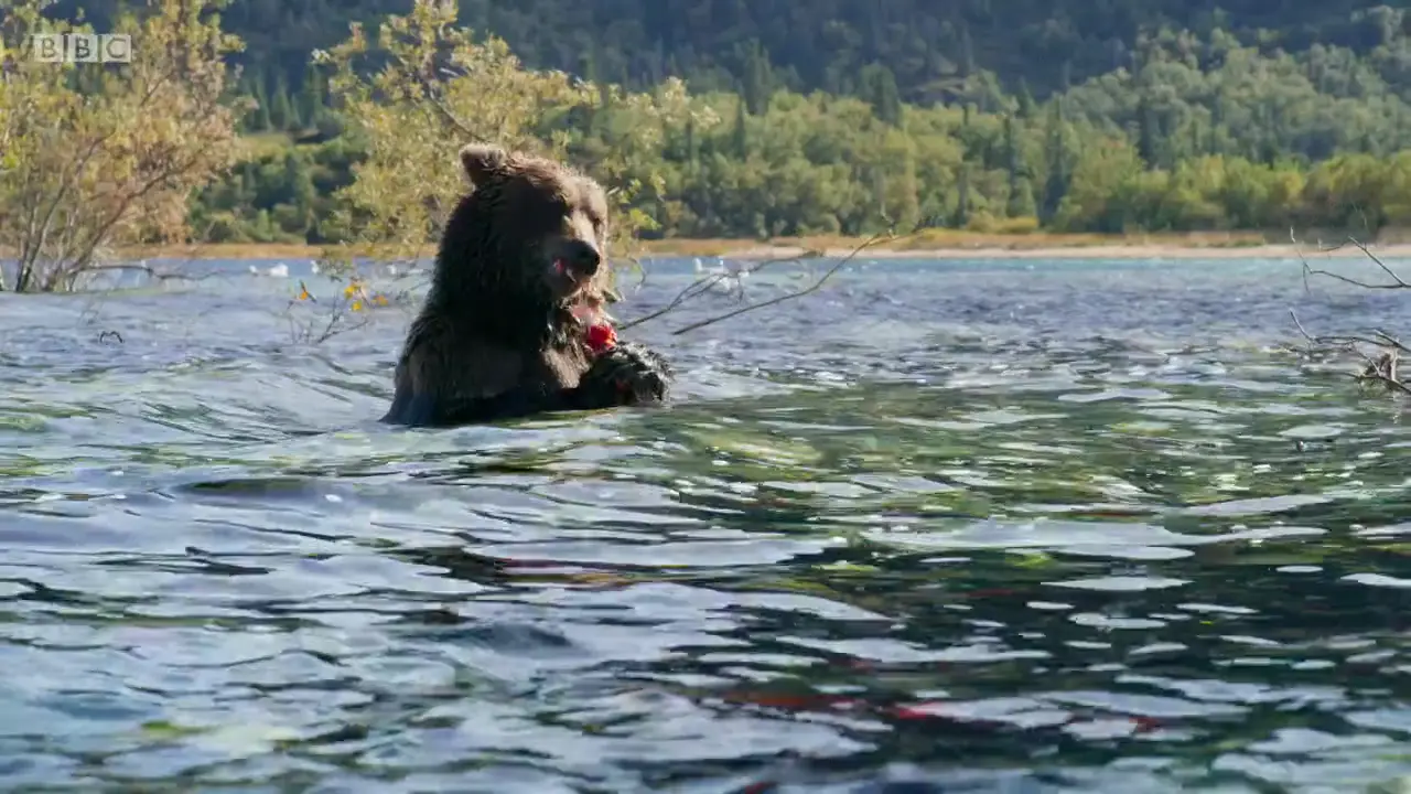 Grizzly bear (Ursus arctos horribilis) as shown in The Mating Game - Freshwater: Timing is Everything